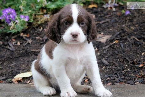 English springer spaniel puppies for sale near me - English Springer Spaniel puppies in Minnesota. Country Breeze Springer Spaniel's is located in Kenyon, Minnesota. We are just 45 minutes south of the City's, in the beautiful country. Our Springers are bench bloodlines laced with hunting ability. We pride ourselves on excellent education and knowledge in breeding, whelping, bloodlines and care. 